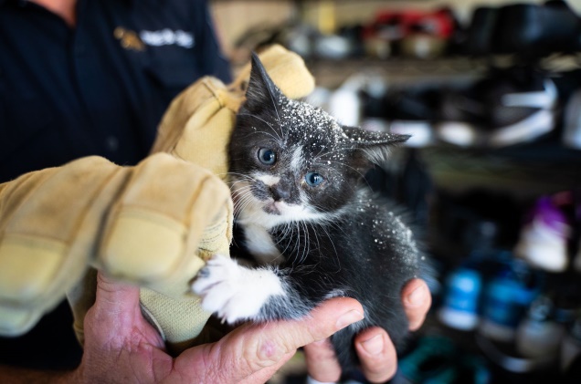 kitten rescued from roof with dust